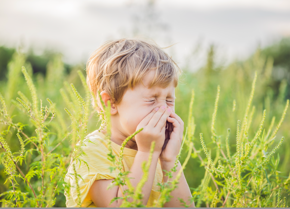 Combatting Late Summer Allergies: Tips for a Healthier Home