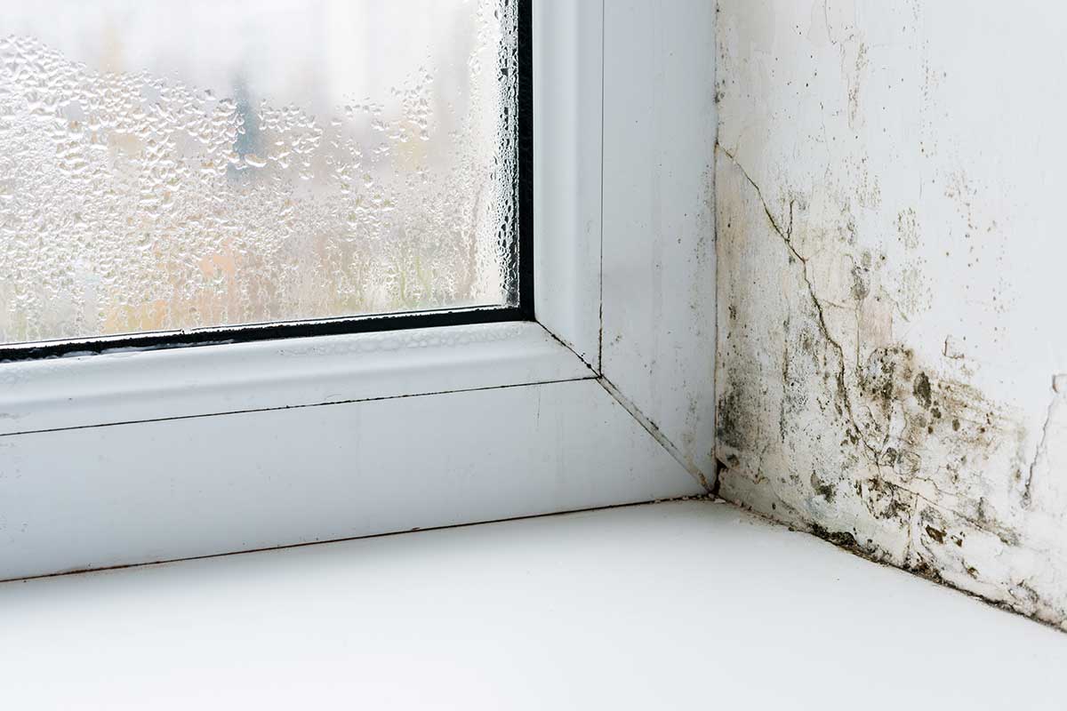 Keeping Mold at Bay: Effective Tips to Prevent Mold Growth and Control Humidity in Summer